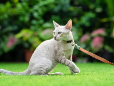Can You Walk a Cat on a Lead?