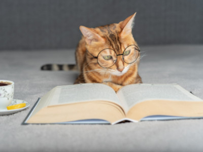 Questions You Need to Ask Yourself Before Naming Your Cat