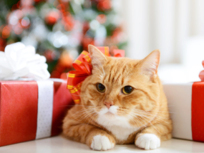 Best Gifts for Cats and Their Owners